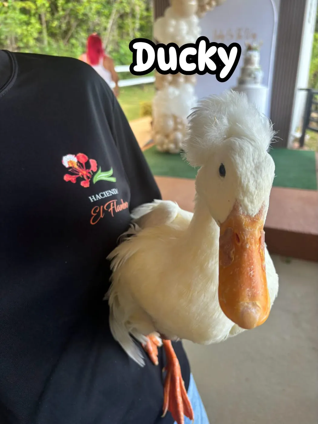 Animales en Hacienda El Flambo