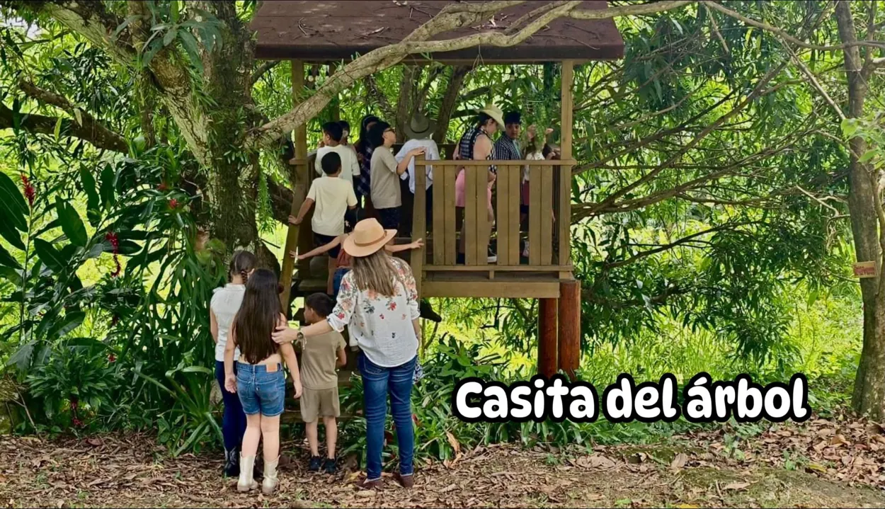 Casita del árbol entre vegetación